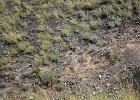 Strandleeuwerik (Horned lark) (Eremophila alpestris) - Bayanzag 19-08-2016 (1)